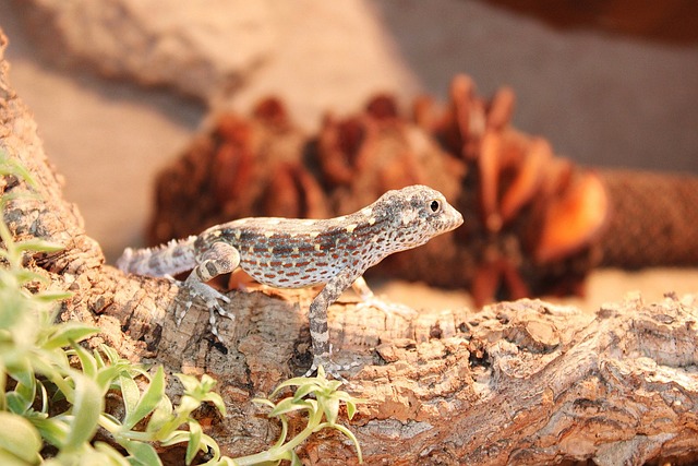 Free Lizard Nature photo and picture