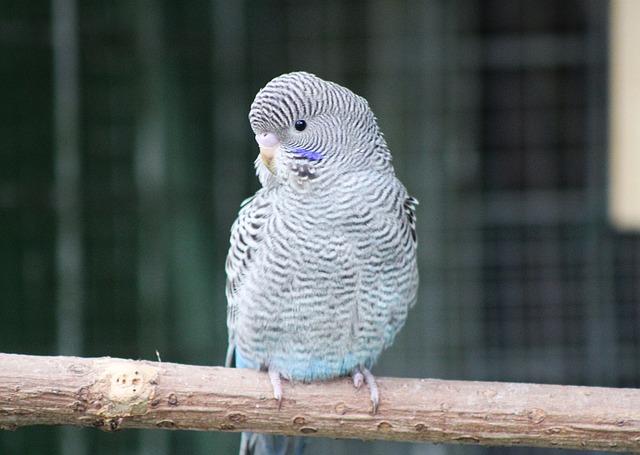 Free Budgerigar Bird Zoo photo and picture