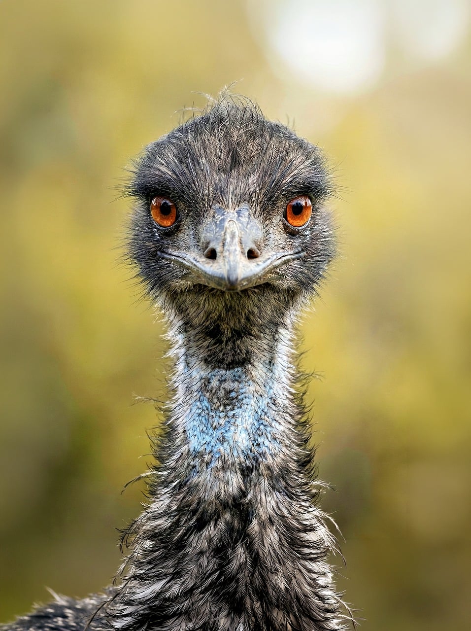 Emu Bird Wildlife - Free photo on Pixabay