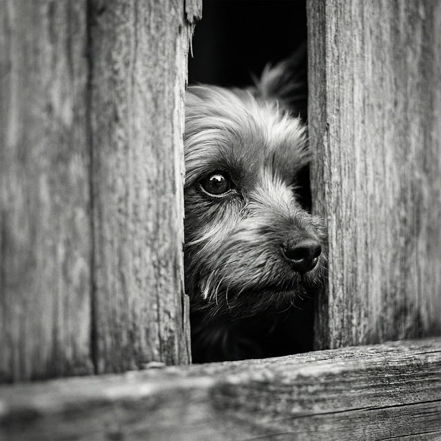 Free dog puppy terrier illustration