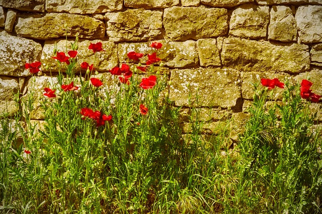Free Poppy Natural Stone Wall photo and picture