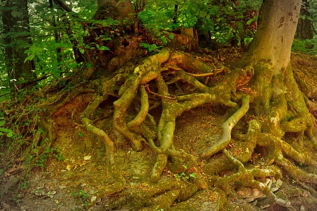 Free Root Forest photo and picture