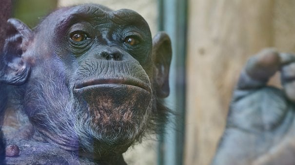 Chimpansee, Dier, Primaat, Savanne