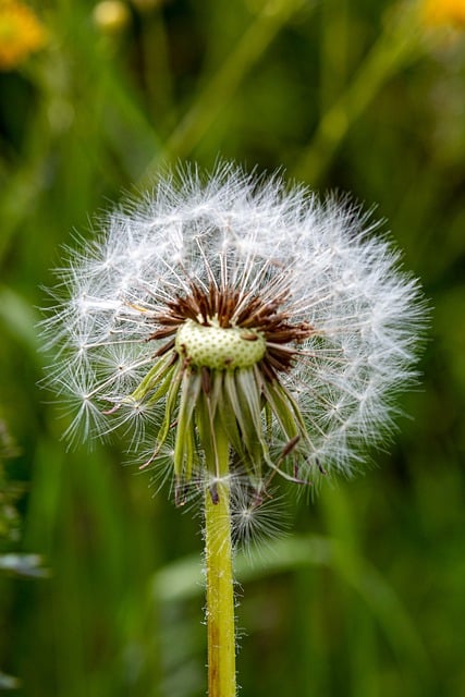 Paardenbloem, Zaad, Natuur, Plant