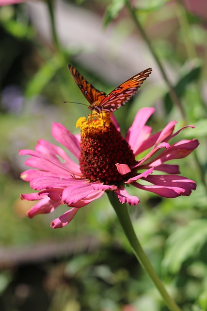 Free Butterfly Pink Flower photo and picture
