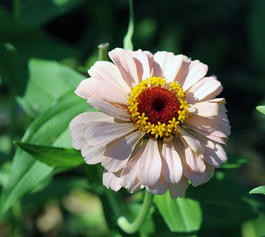 Free Flower Bloom photo and picture