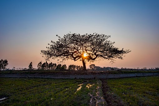 Baum, Feld, Sonnenuntergang, Wald