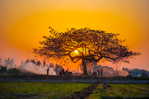 Sonnenuntergang, Baum, Menschen