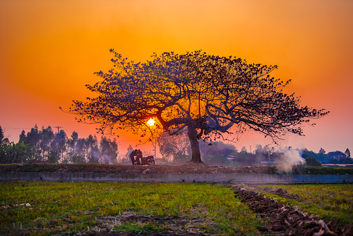 Sonnenuntergang, Baum, Erde, Rauch, Feld