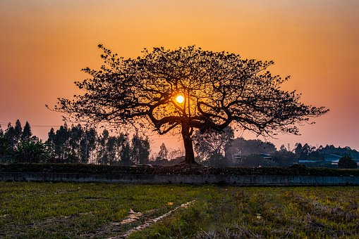 Baum, Sonnenuntergang