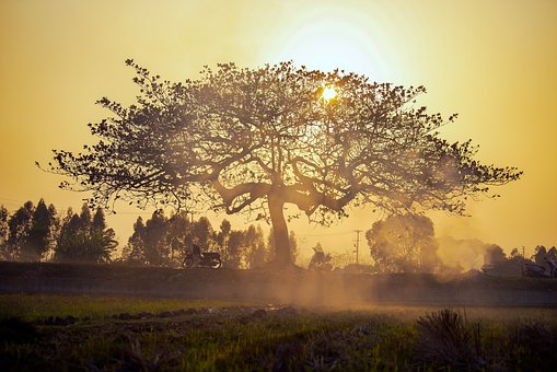 Baum, Sonnenuntergang, Rauch, Land, Mann