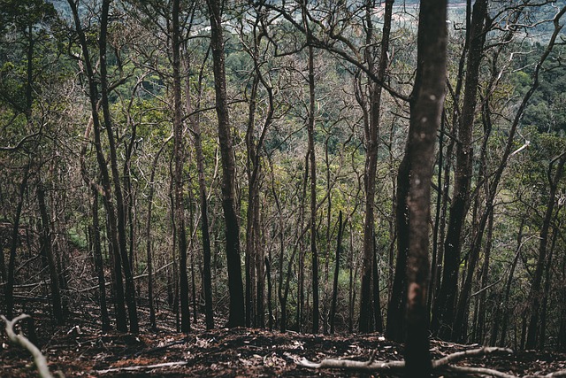 Free Forest Trees photo and picture