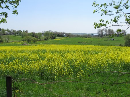 Free Spring Yellow photo and picture