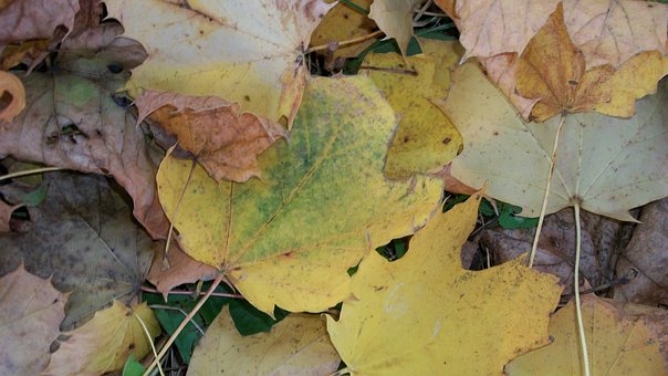 Free Autumn Leaves photo and picture