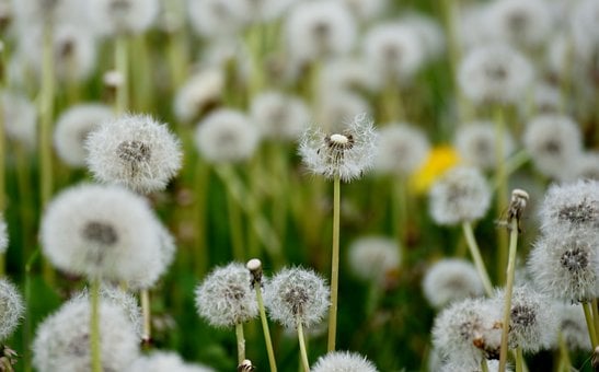 Free Dandelion Nature photo and picture