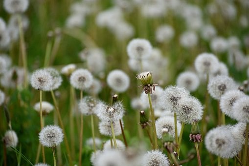 Free Dandelion Seed Heads photo and picture