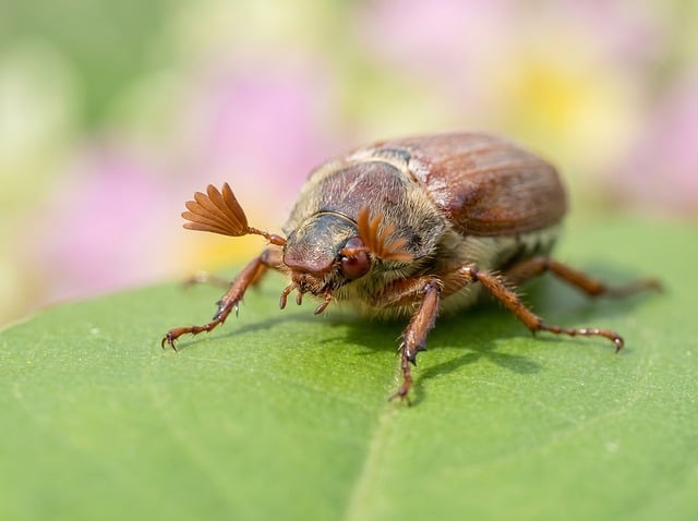 Free Insect Macro Photography photo and picture