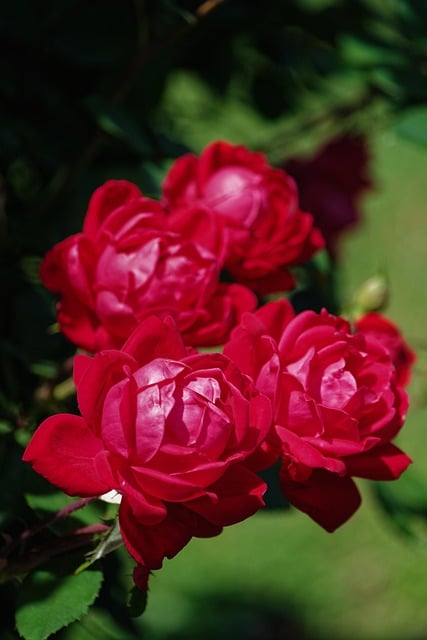 Free Flowers Nature photo and picture
