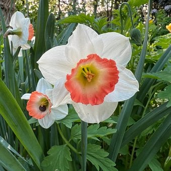 Blomst, Påskelilje, Hvid, Kronblade
