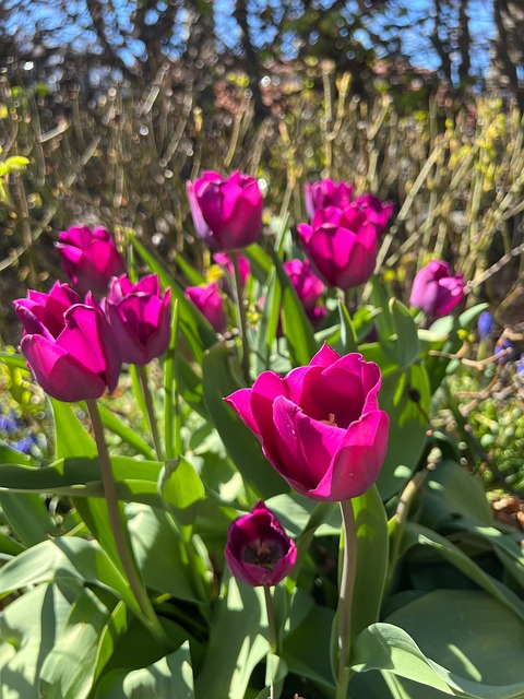 Tulipan, Lyserød, Have, Blomst, Forår