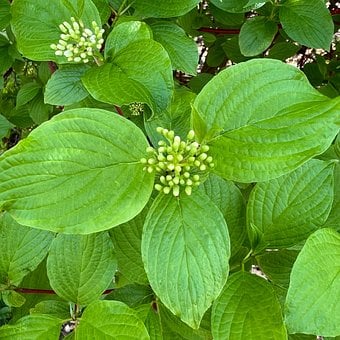 Plante, Blade, Natur, Grøn