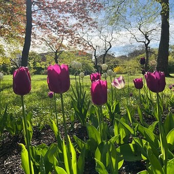 Blomst, Tulipan, Natur, Have, Forår