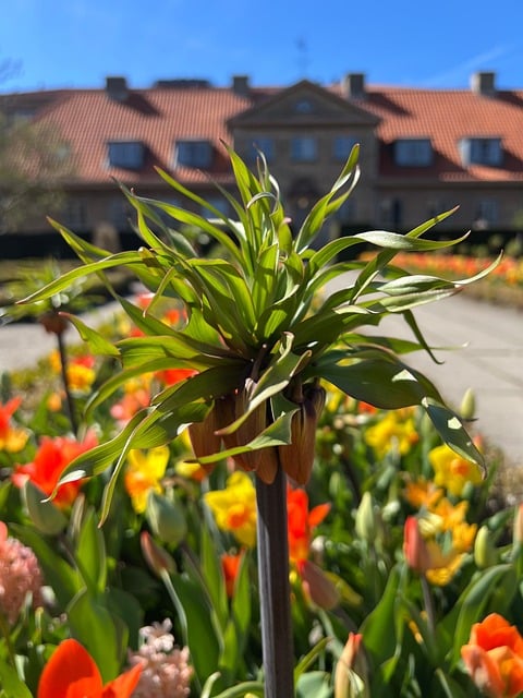 Blomst, Tulipaner, Forår, Hus