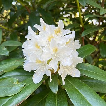Rhododendron, Blomst, Hvid Blomst, Løv
