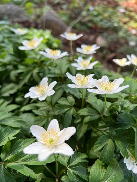 Hvide Blomster, Anemone Nemorosa, Natur