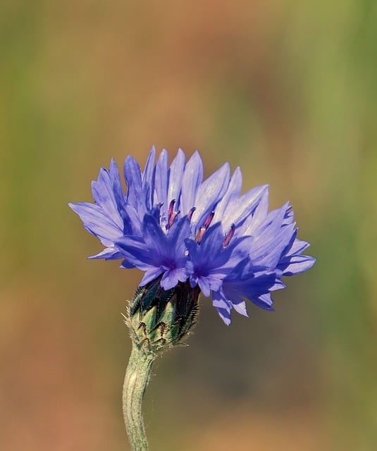 Free Cornflower Purple photo and picture