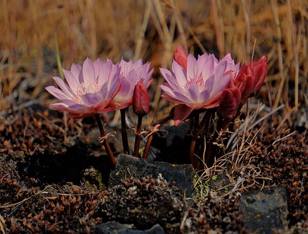 Free Bitterroot Nature photo and picture