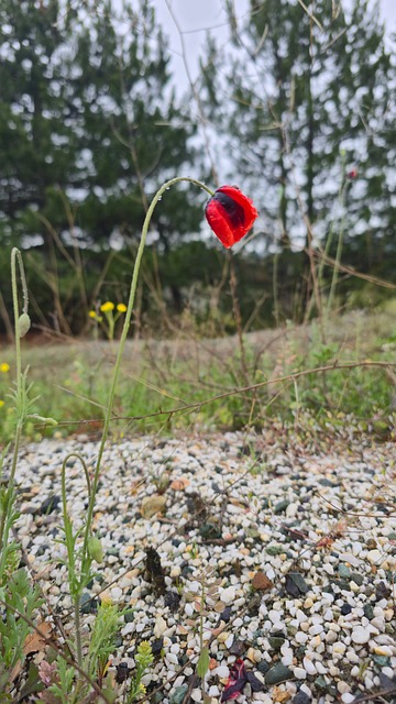 Free Red Flower Nature photo and picture