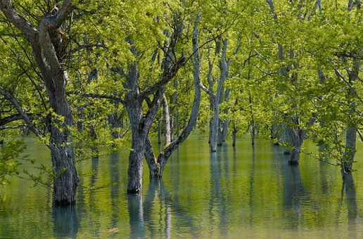 Free Wetland Trees photo and picture