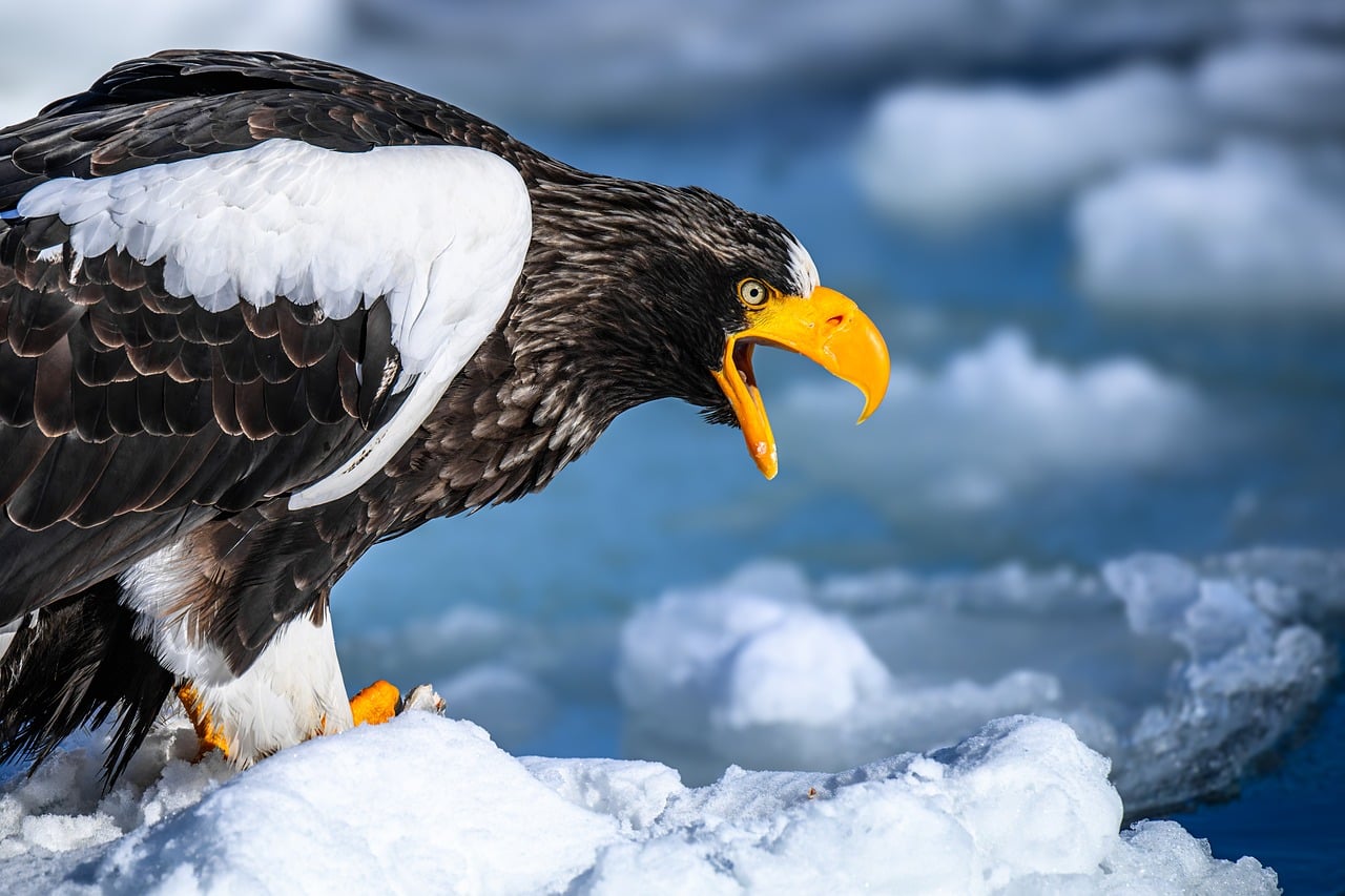 Eagle - free online jigsaw puzzle photo