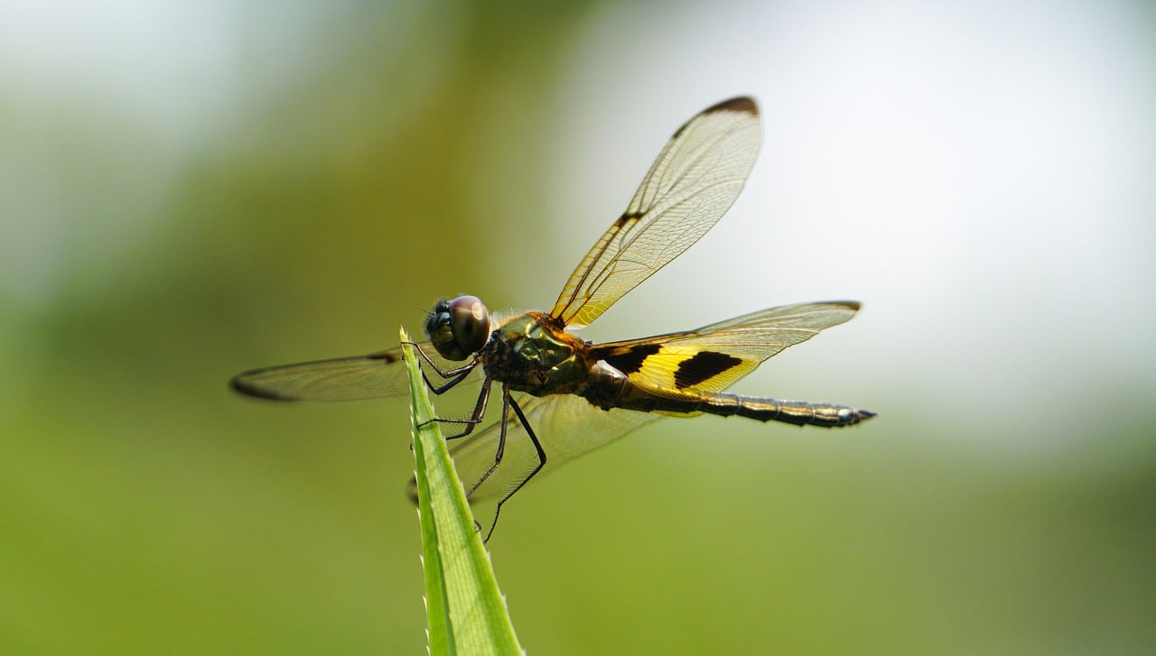 Dragonfly - free online jigsaw puzzle photo