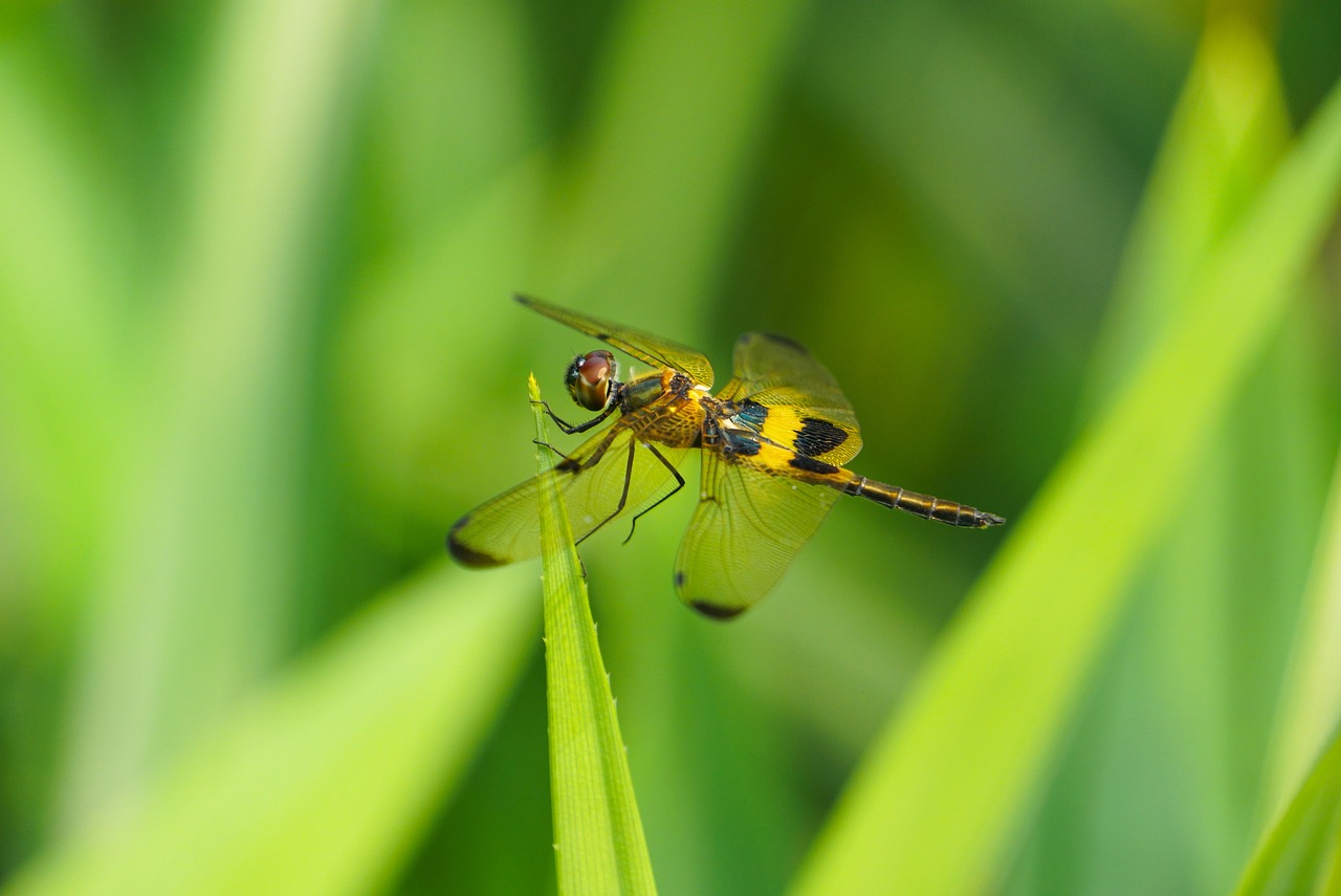 Dragonfly - free online jigsaw puzzle photo