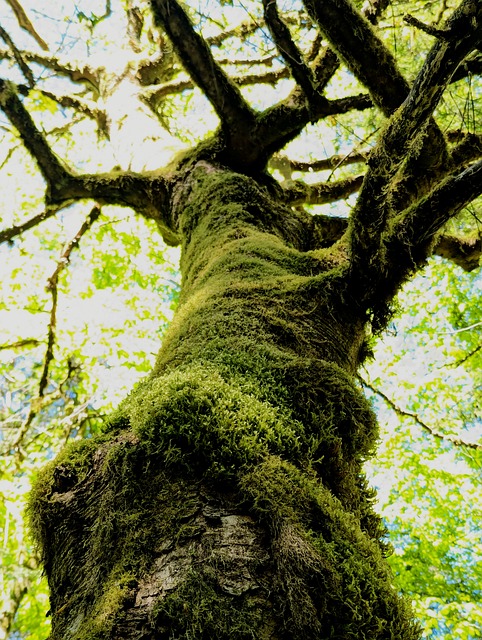 Træ, Natur, Mos, Skov, Grøn, Landskab