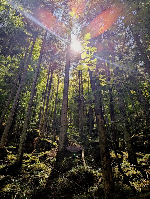 Skov, Sol, Træer, Natur, Træ, Trækroner
