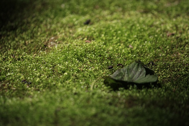 Free Moss Leaf photo and picture