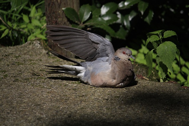 Free Dove Animal photo and picture