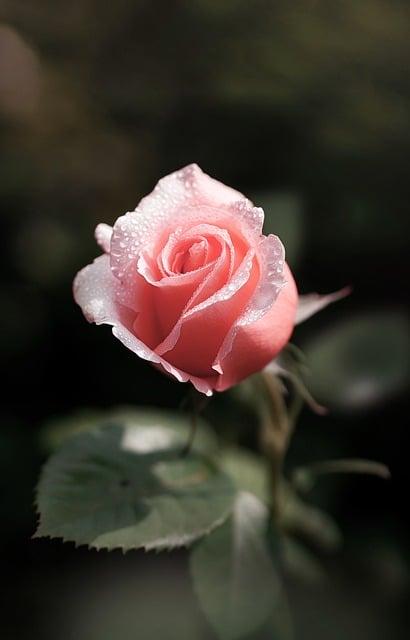 Free Rose Flower photo and picture