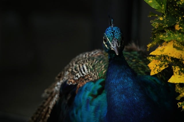 Free Peacock Blue photo and picture