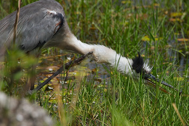 Free Bird Nature photo and picture