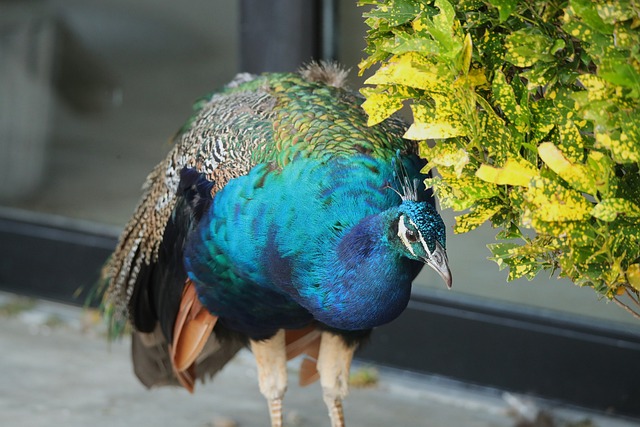 Free Peacock Bird photo and picture