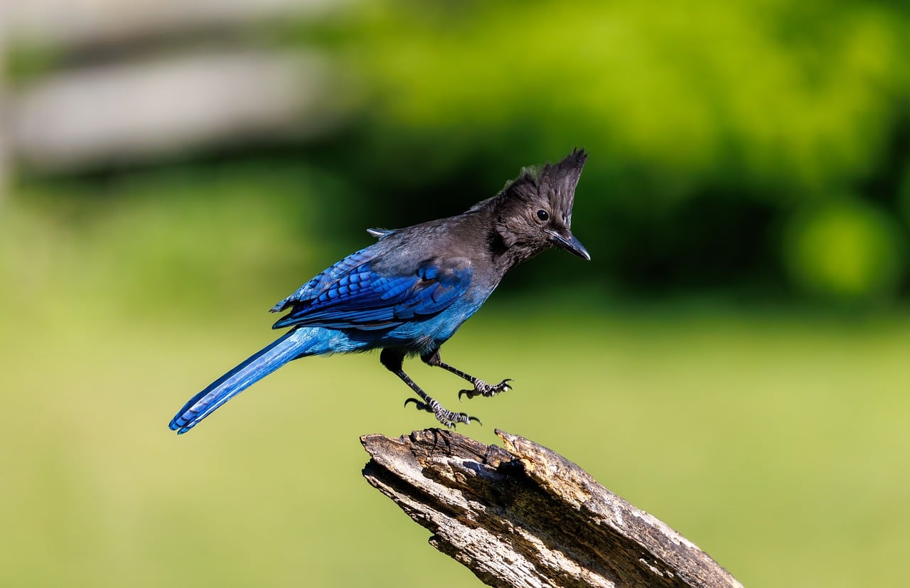 Jay Bird Wild - Free photo on Pixabay