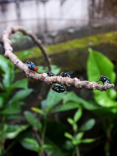 Free Fly Insect photo and picture
