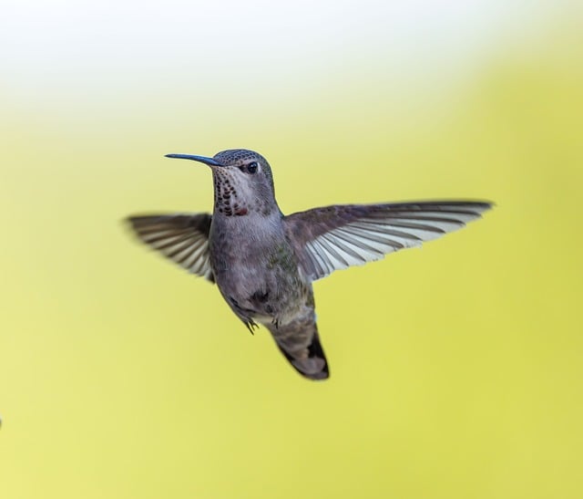 Free Anna Hummingbird photo and picture