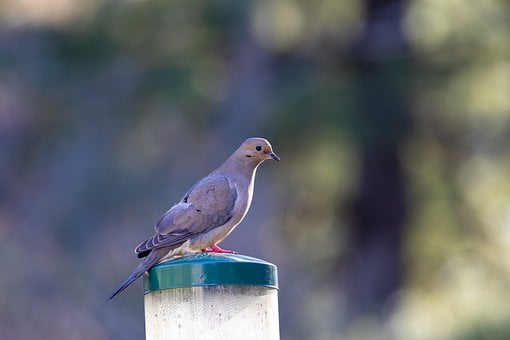 Free Dove Perched Bird photo and picture