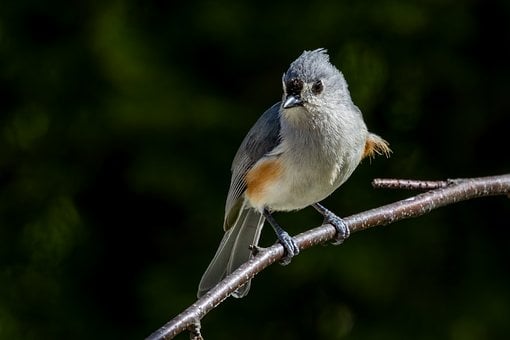 Free Bird Branch photo and picture