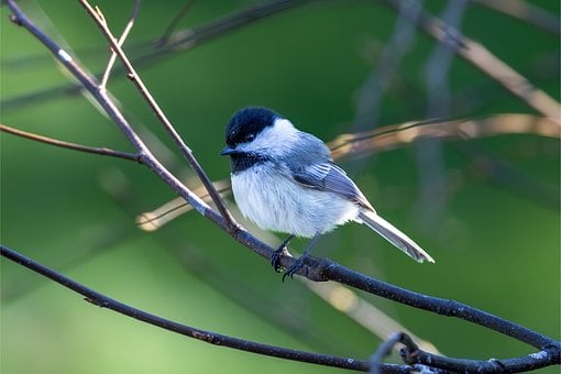 Free Bird Branch photo and picture
